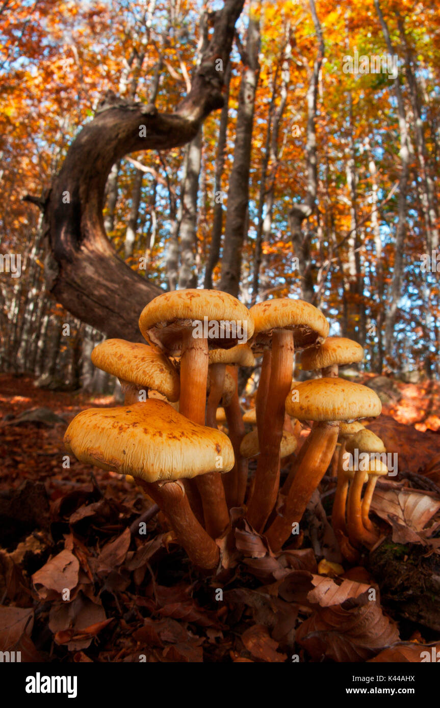 Gruppo di funghi in un bosco in autunno. Aveto, Genova, Italia, Europa Foto Stock
