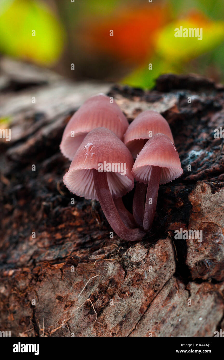 Gruppo di funghi in un bosco in autunno. Aveto, Genova, Italia, Europa Foto Stock