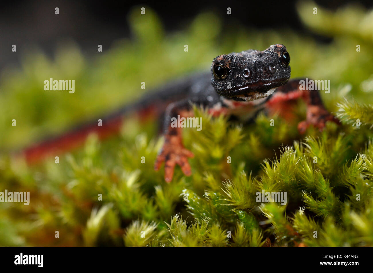 Esemplare di salamandra, Spectacled salamander. Foto Stock