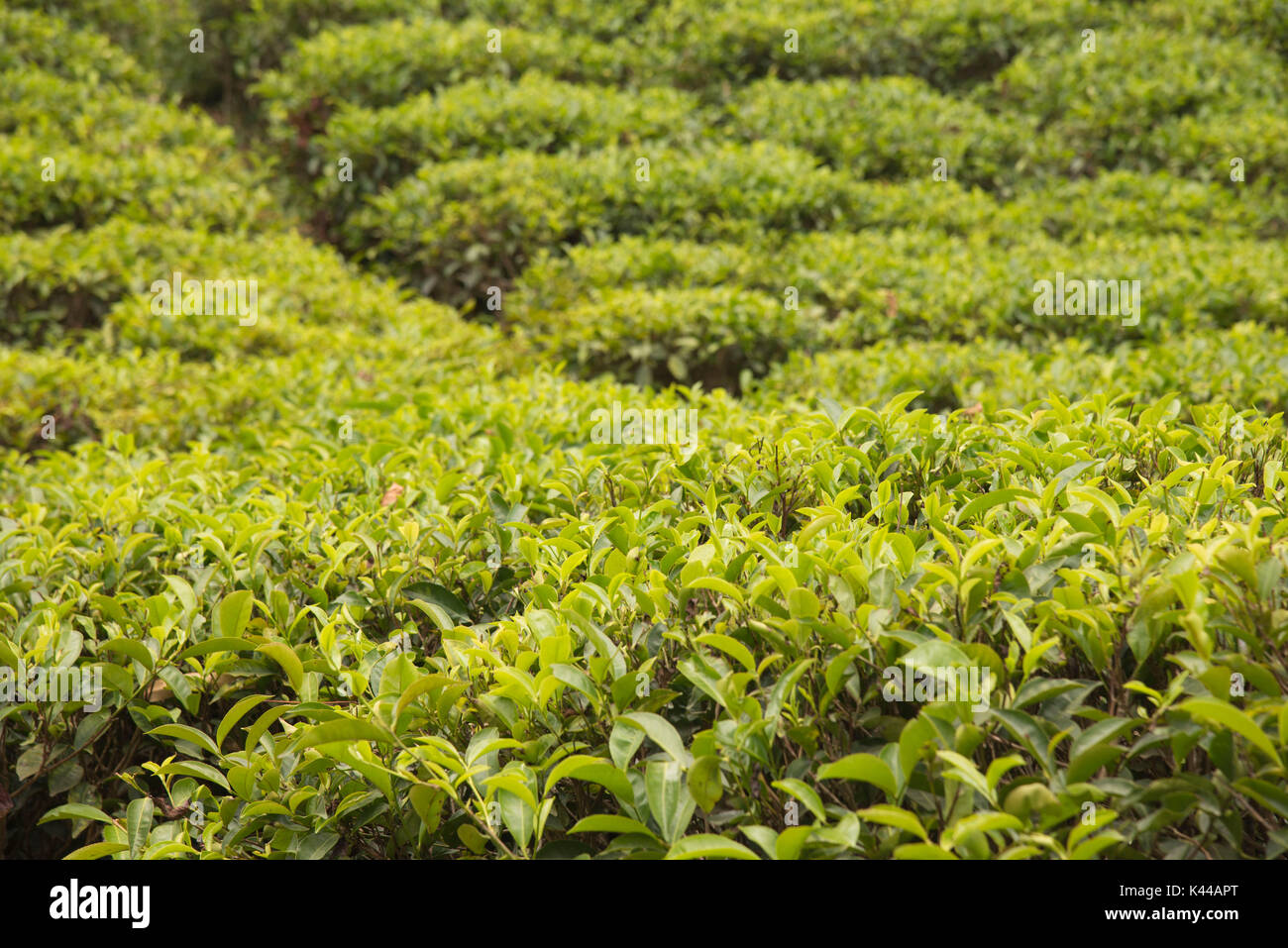 I campi di tè piantagioni intorno Ella, Sri Lanka, Asia Foto Stock