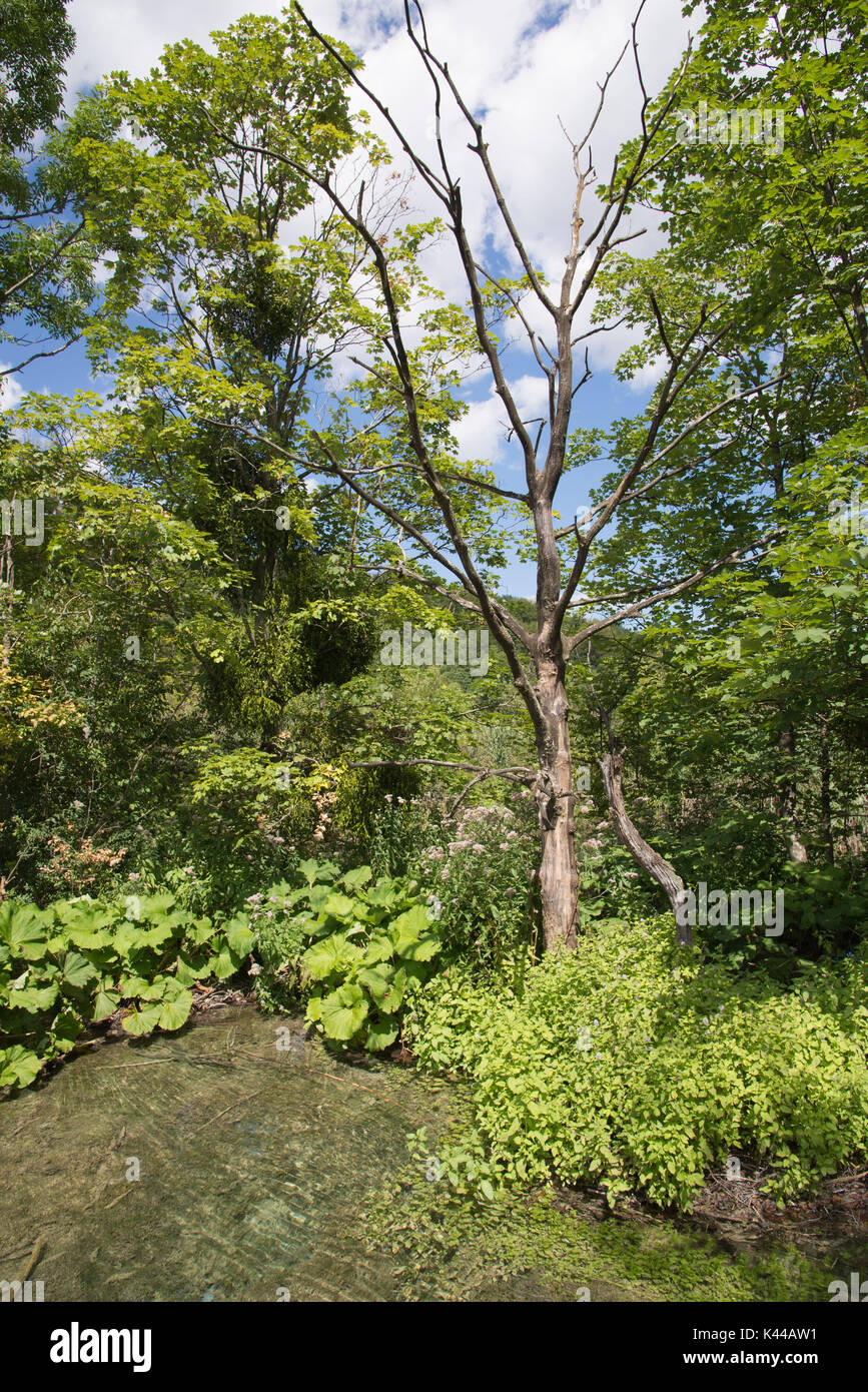 Il parco nazionale di Plitvice, Plitvicka Jezera laghi, Croazia, vista lungo il percorso. Foto Stock