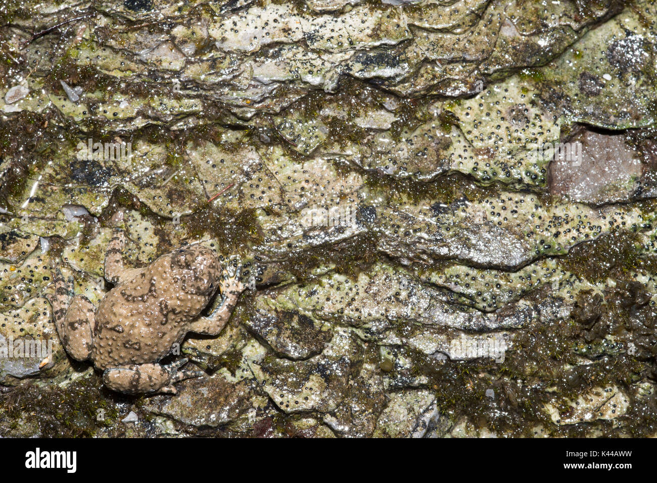 Campione di Appennino ululone dal ventre giallo (Bombina pachypus) che è perfettamente ben mimetizzati con l'ambiente circostante. Foto Stock