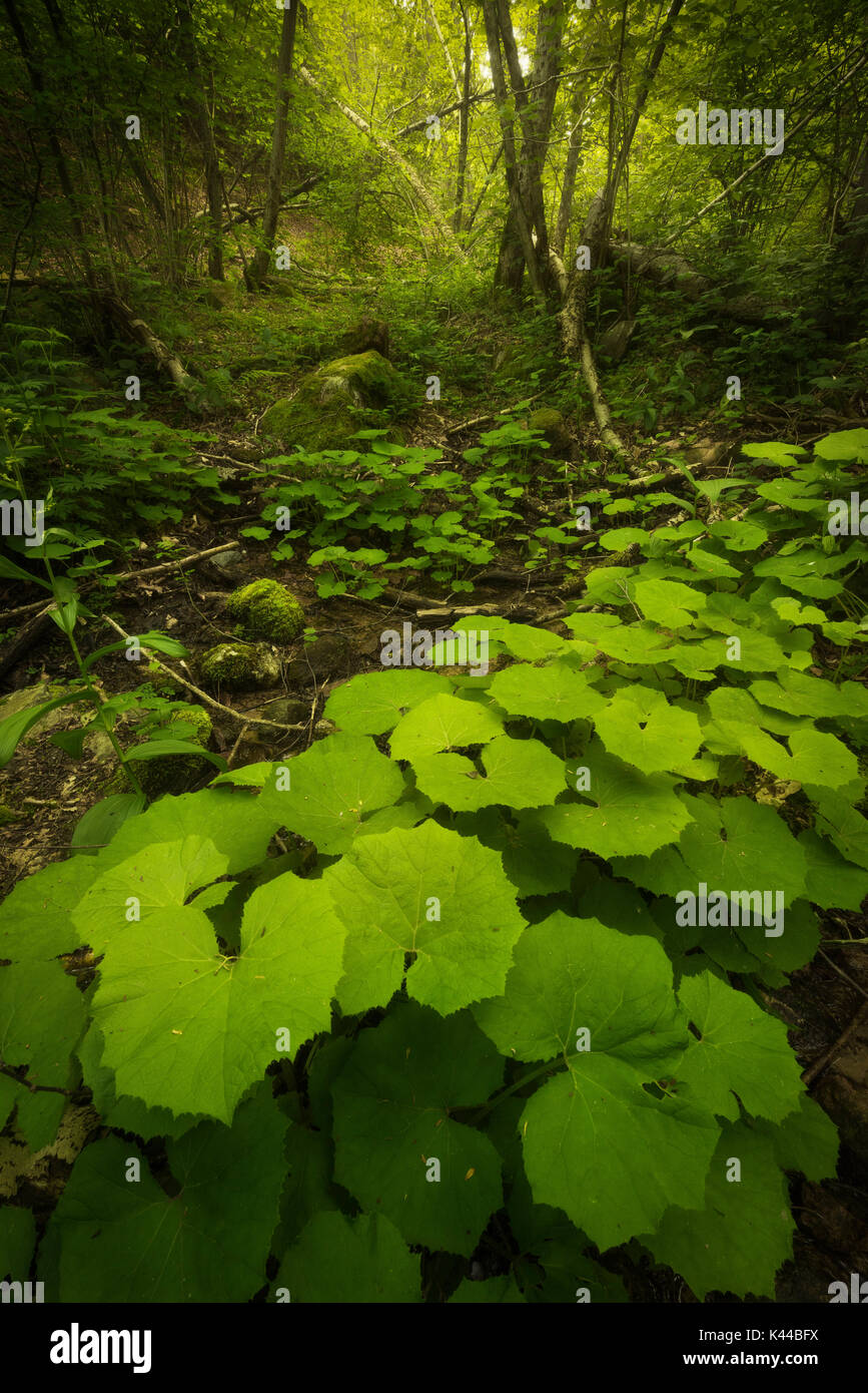 Fioritura delle piante selvatiche nella foresta. Il Canton Ticino, Svizzera Foto Stock