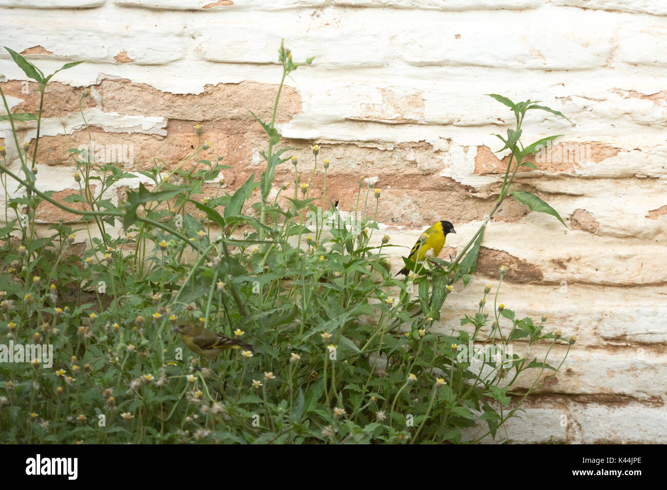 Asuncion in Paraguay. 4 Sep, 2017. Una calda giornata in Asuncion con temperature alte intorno a 38°C come una coppia di incappucciati lucherino (Spinus magellanicus) passerine uccelli si nutrono di fiori selvatici durante l'ultima ora di un caldo pomeriggio ventoso. Uccello femmina sul primo piano e uccello maschio con una testina del nero è visto sullo sfondo. Credito: Andre M. Chang/ARDUOPRESS/Alamy Live News Foto Stock