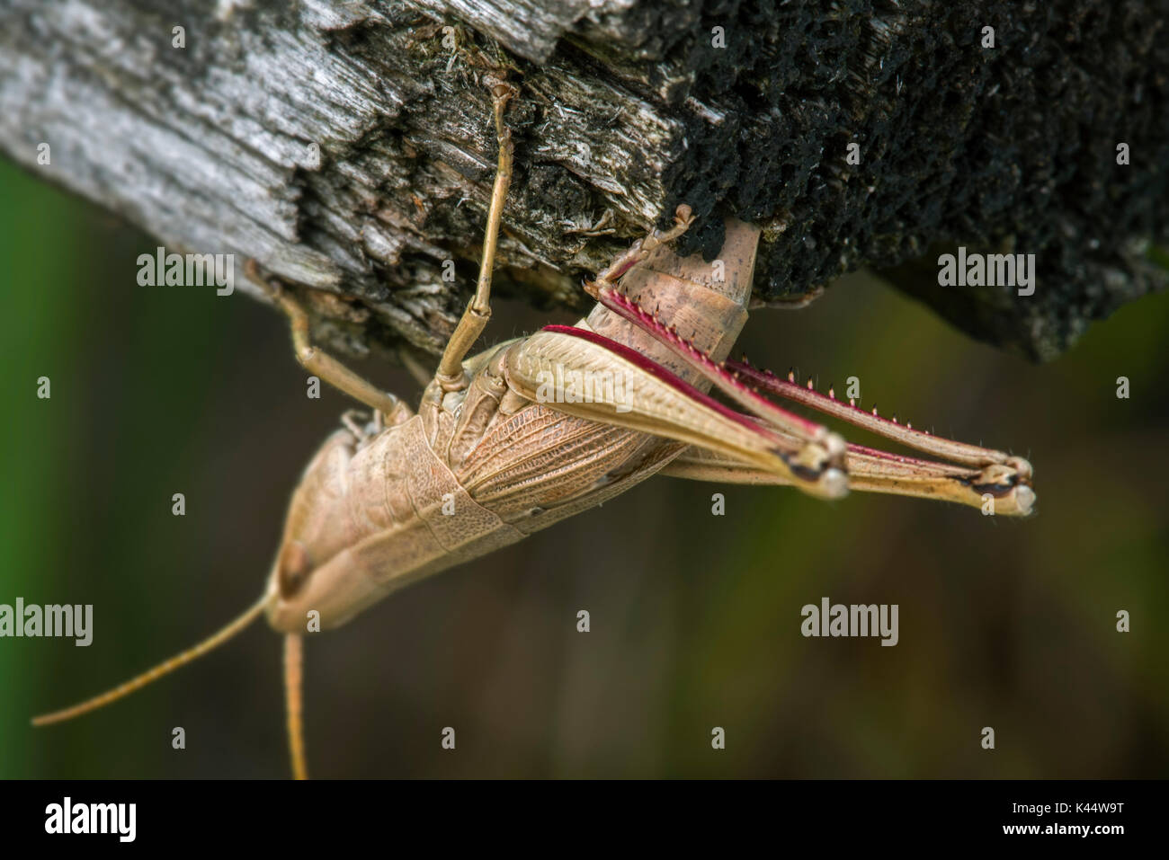 Grande Oro grasshopper (Chrysochraon dispar) femmina deposizione delle uova in legno dopo il foro di scavo con il suo ovipositor Foto Stock