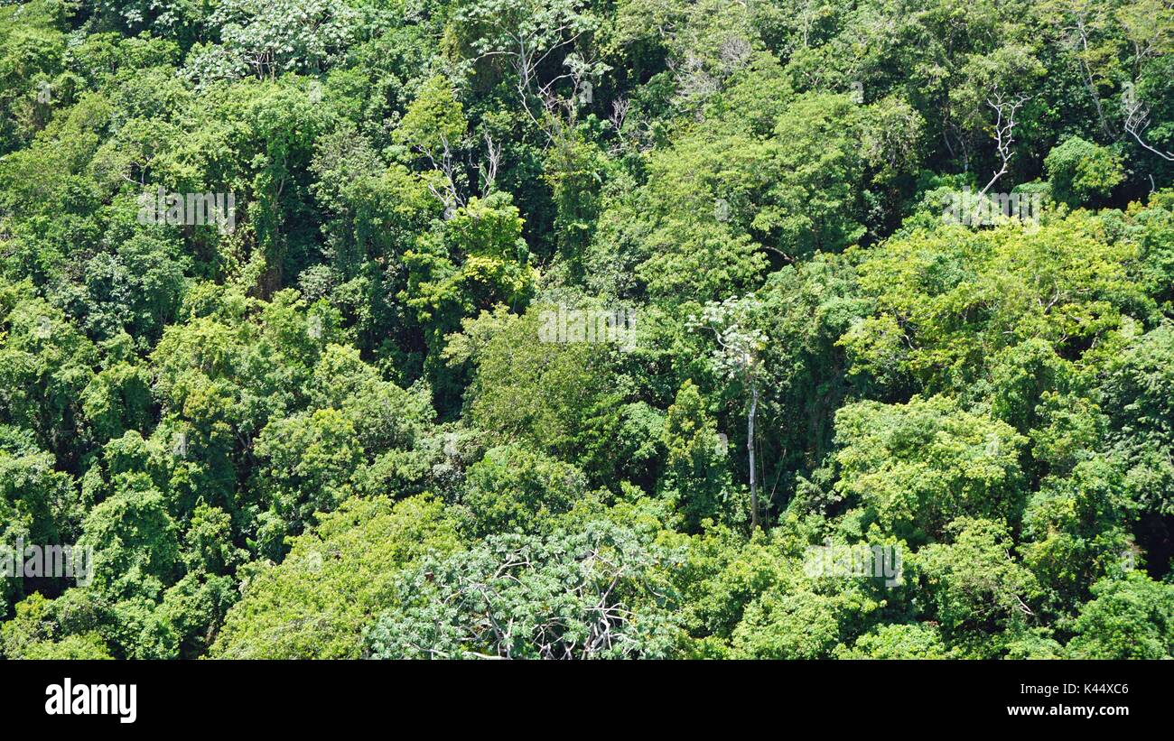 Incredibile verde giungla tropicale sul pico isabel del torres montane Foto Stock