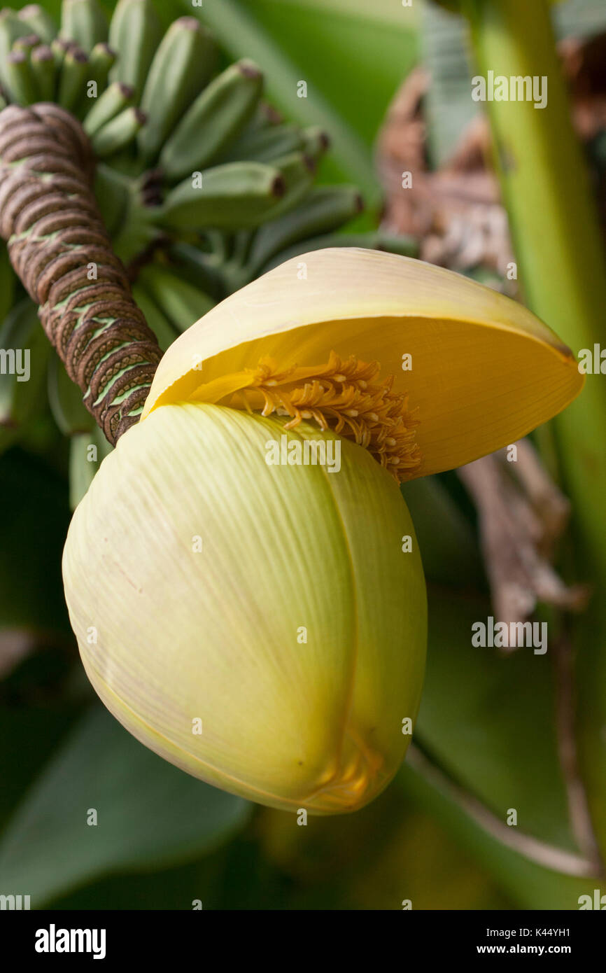 I frutti delle piante di banana Foto Stock