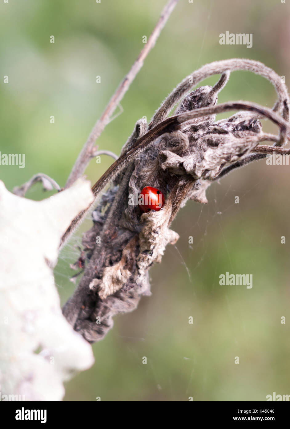 Piccola dietro il guscio di 7 dot coccinella Coccinella 7-punctata; Essex; Inghilterra; Regno Unito Foto Stock