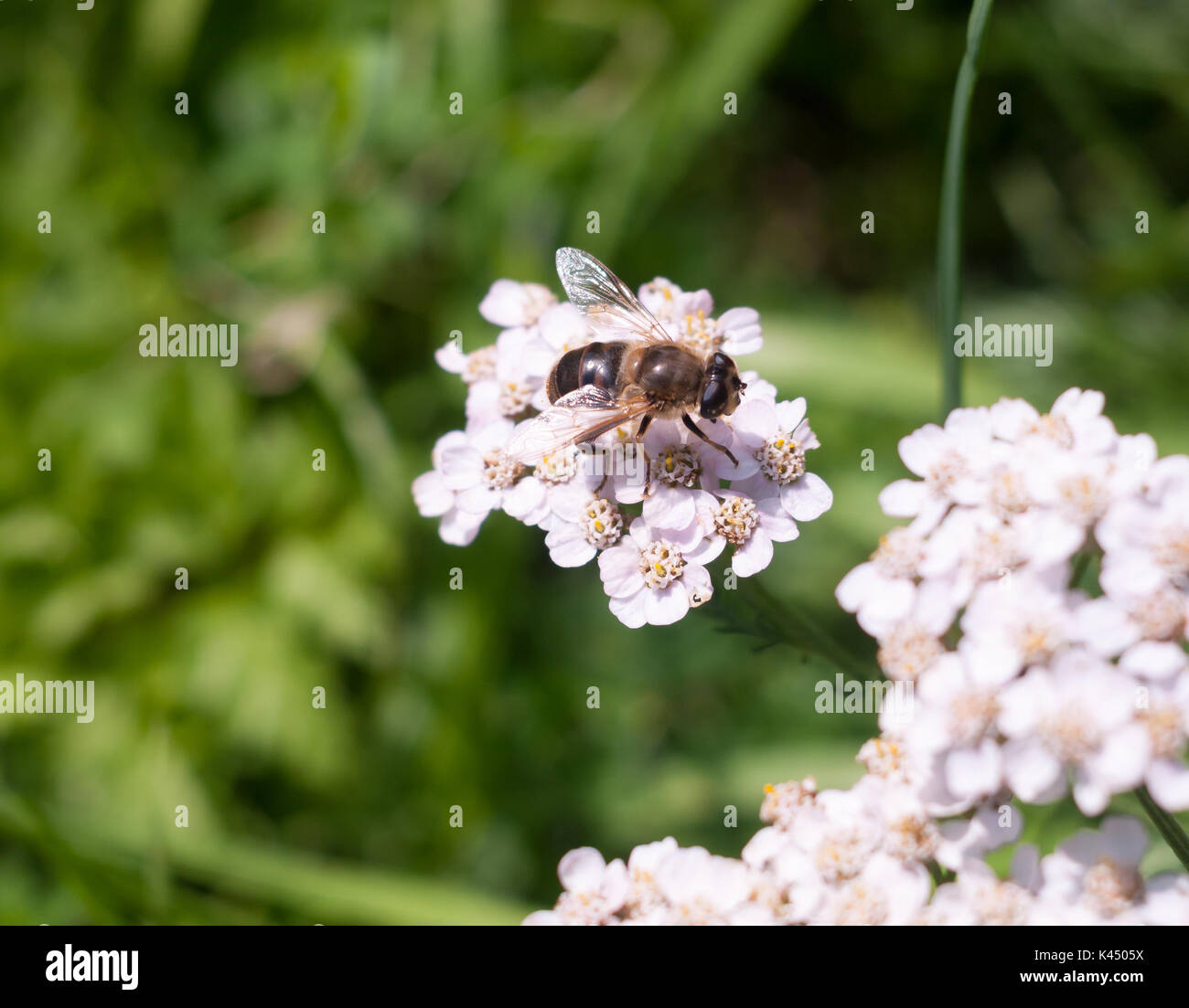 Piccolo, grazioso hover volare su yarrow esterno; Essex; Inghilterra; Regno Unito Foto Stock