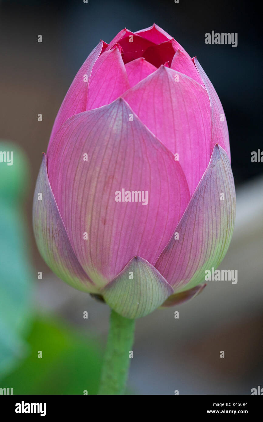 Ape su fiore di loto bud Foto Stock