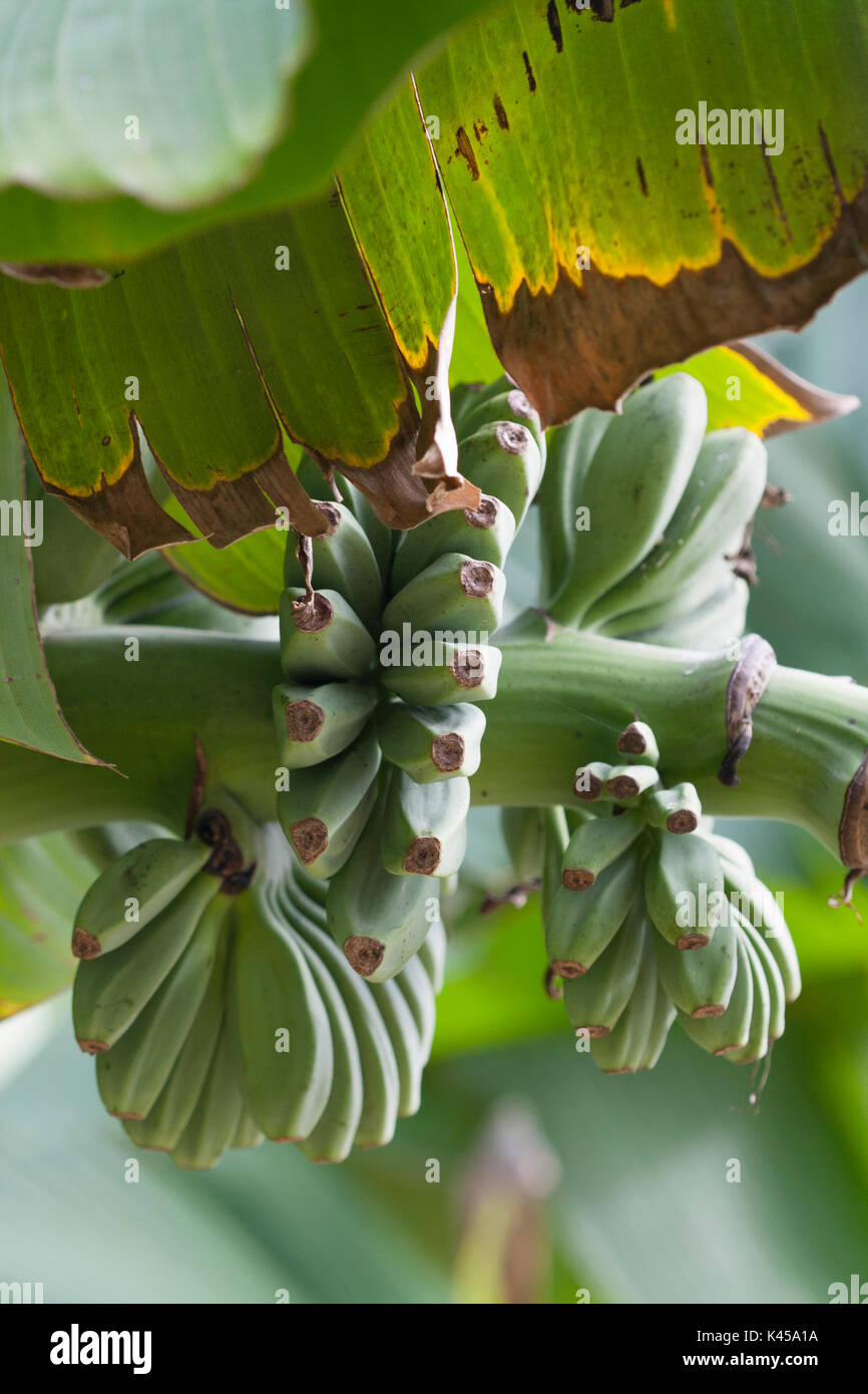 banane in crescita Foto Stock