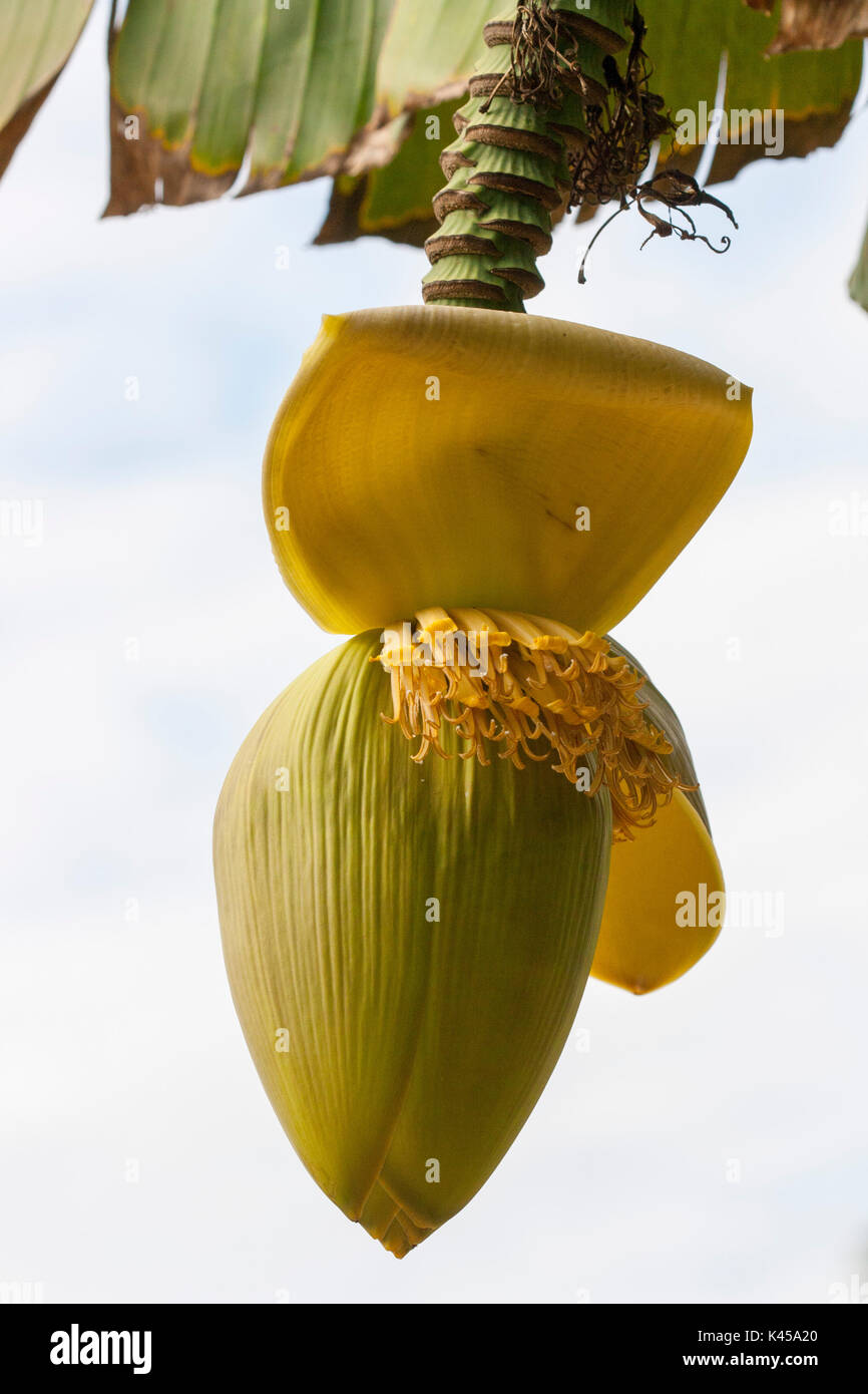 I frutti delle piante di banana Foto Stock