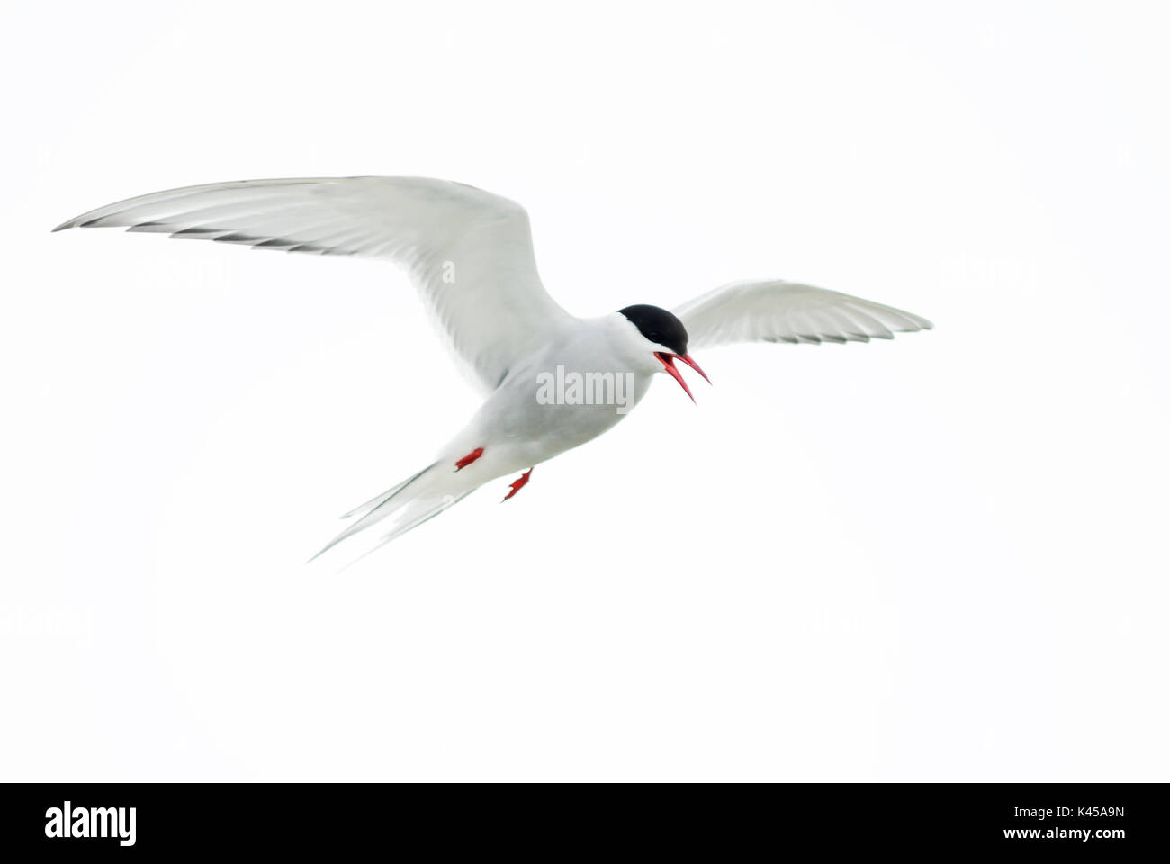 Arctic Tern - Sterna paradisaea, Shetland, Regno Unito Foto Stock