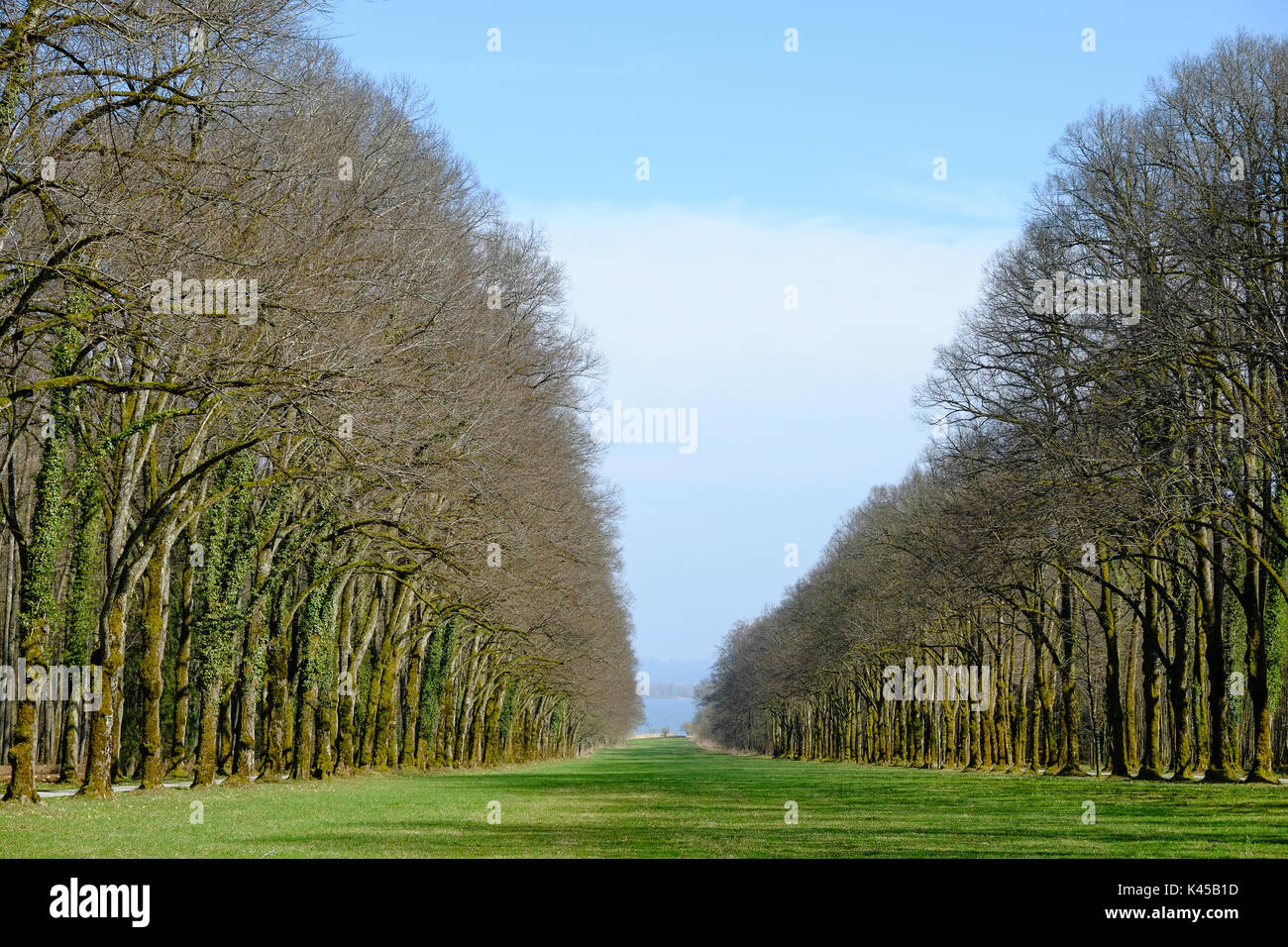 Viale di alberi scompare nella distanza Foto Stock