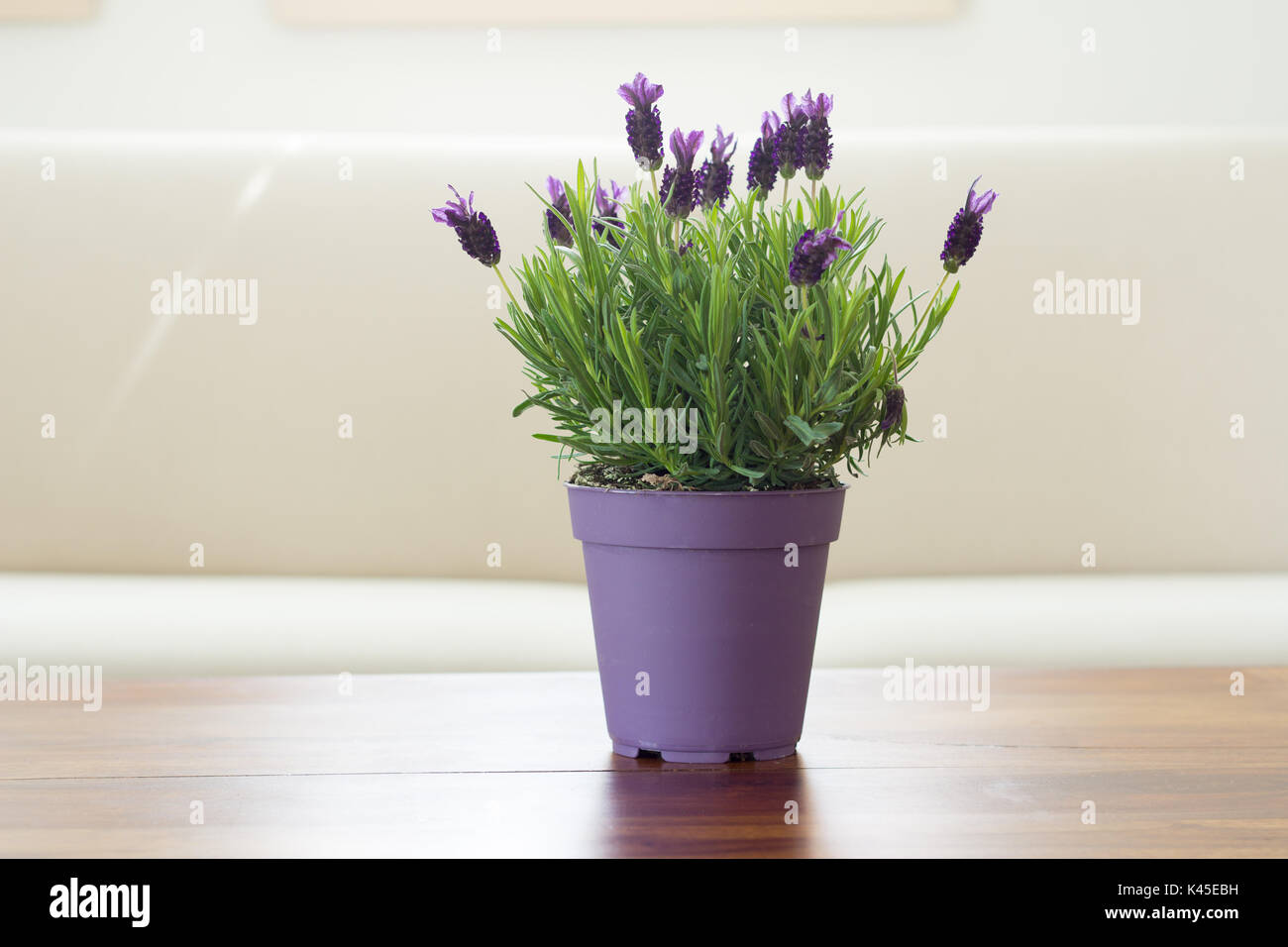 Lavanda fiori piante in vaso Foto Stock