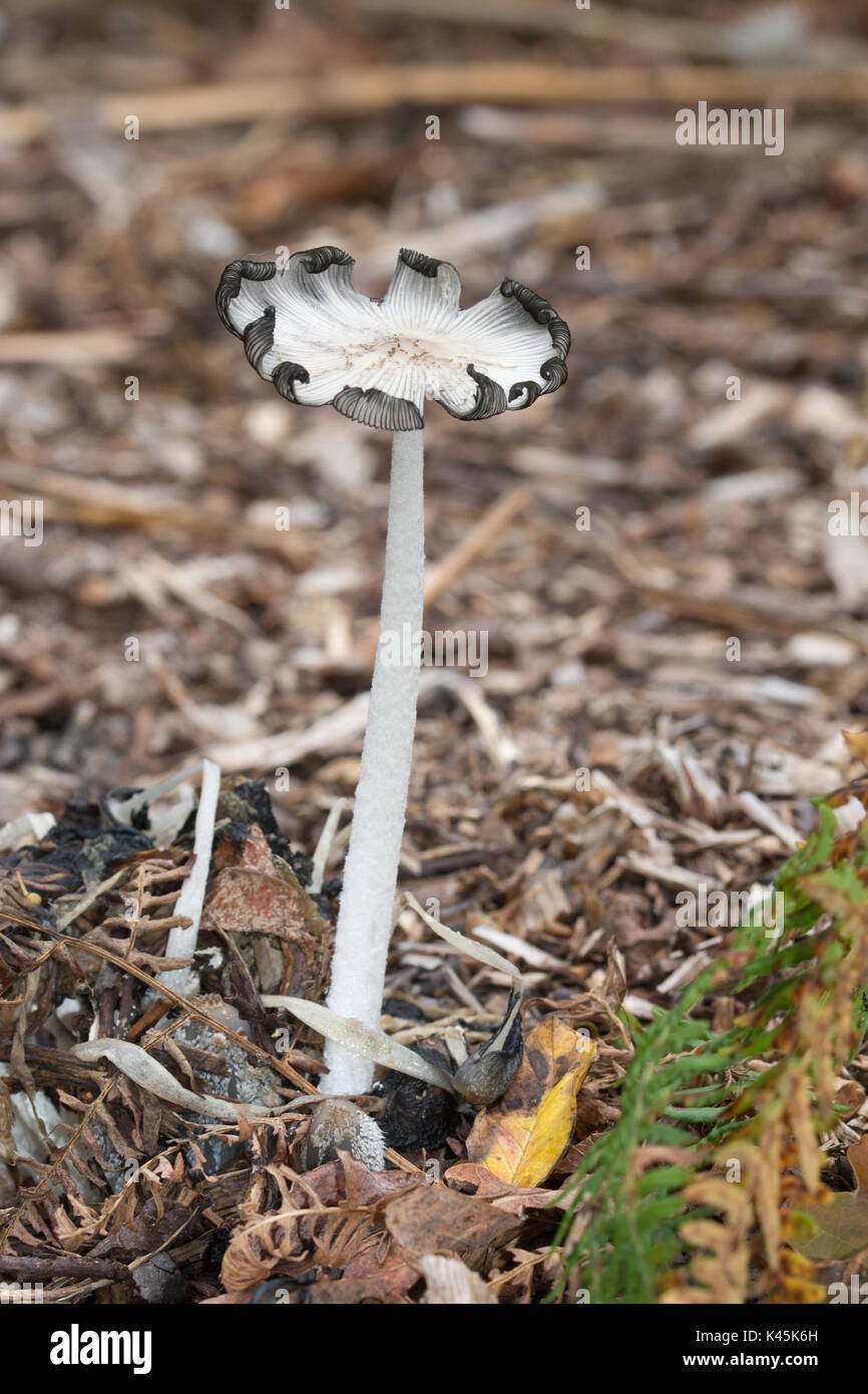 Close-up di tall toadstool (Coprinopsis lagopus), noto anche come lepre è piede inkcap funghicoltura in trucioli di legno Foto Stock