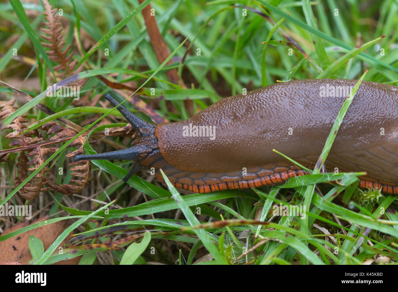 Close-up di grande di colore marrone slug con piede di colore arancione-frangia (Arion ater rufus) Foto Stock