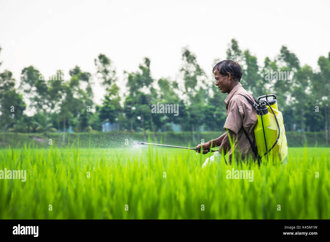Contadino con insetticida nel campo di riso Foto Stock