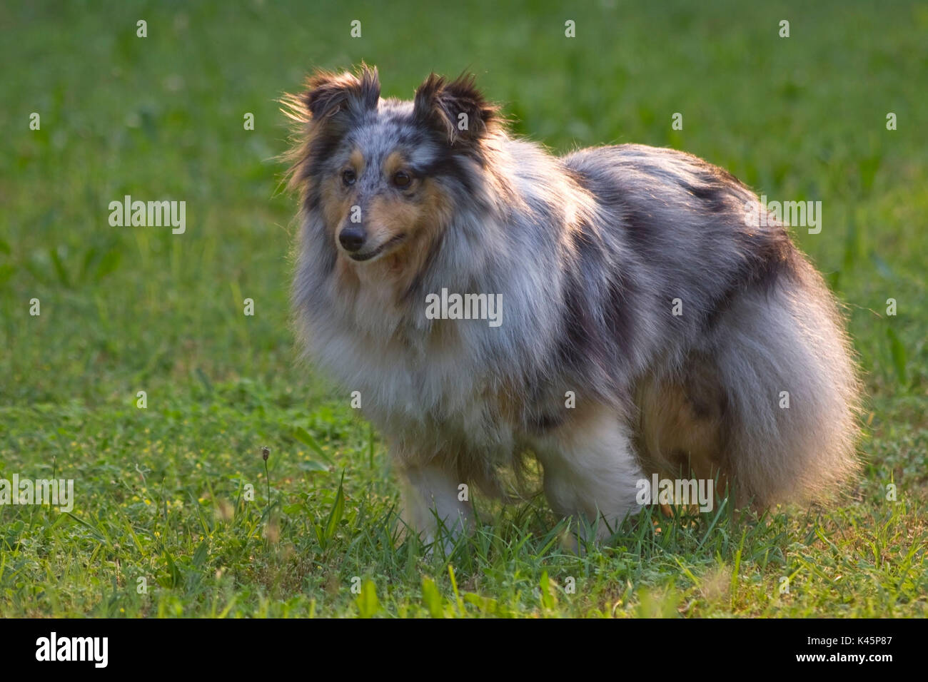 Un ritratto di Shetland Sheepdog Foto Stock