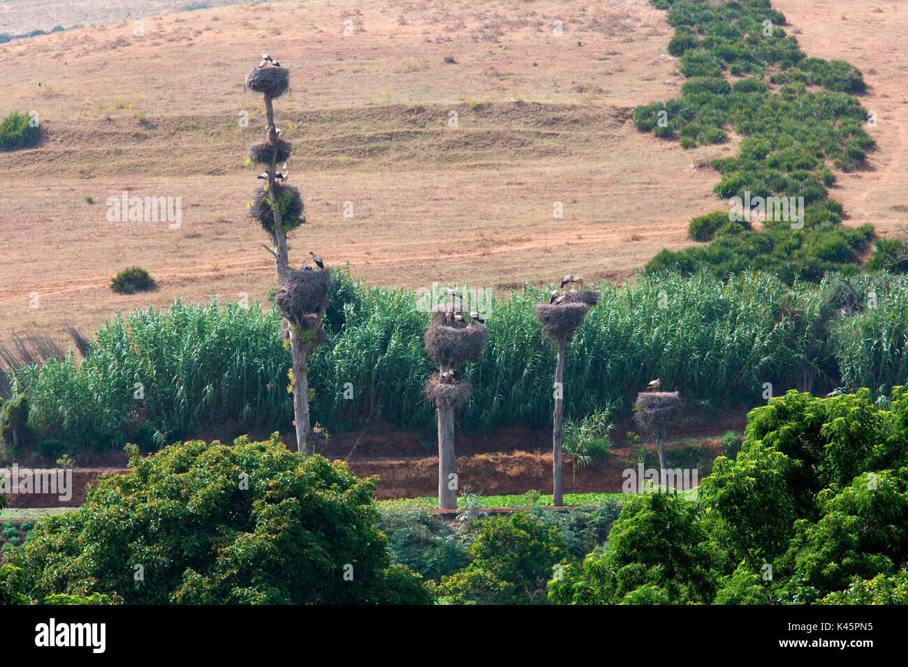 Nord Africa,Marocco,capitale Rabat. Stork's Nest Foto Stock
