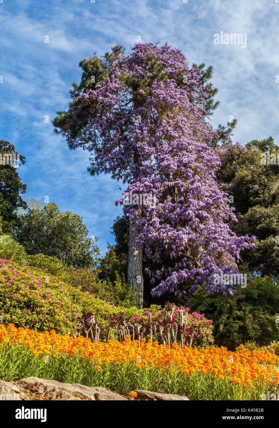 Villa Carlotta a Tremezzo, Lago di Como, Lombardia, Italia. Dettagli del giardino della villa in fiore.Il Glicine Foto Stock