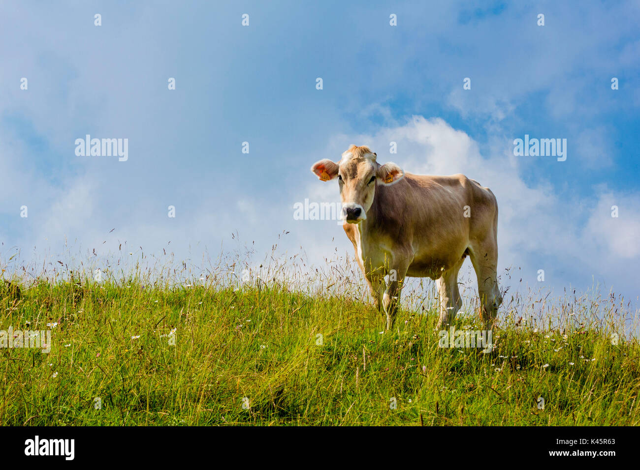 Bovini, Altopiano di Asiago, provincia di Vicenza, Veneto, Italia, Alpine mucca nel campo estivo. Foto Stock