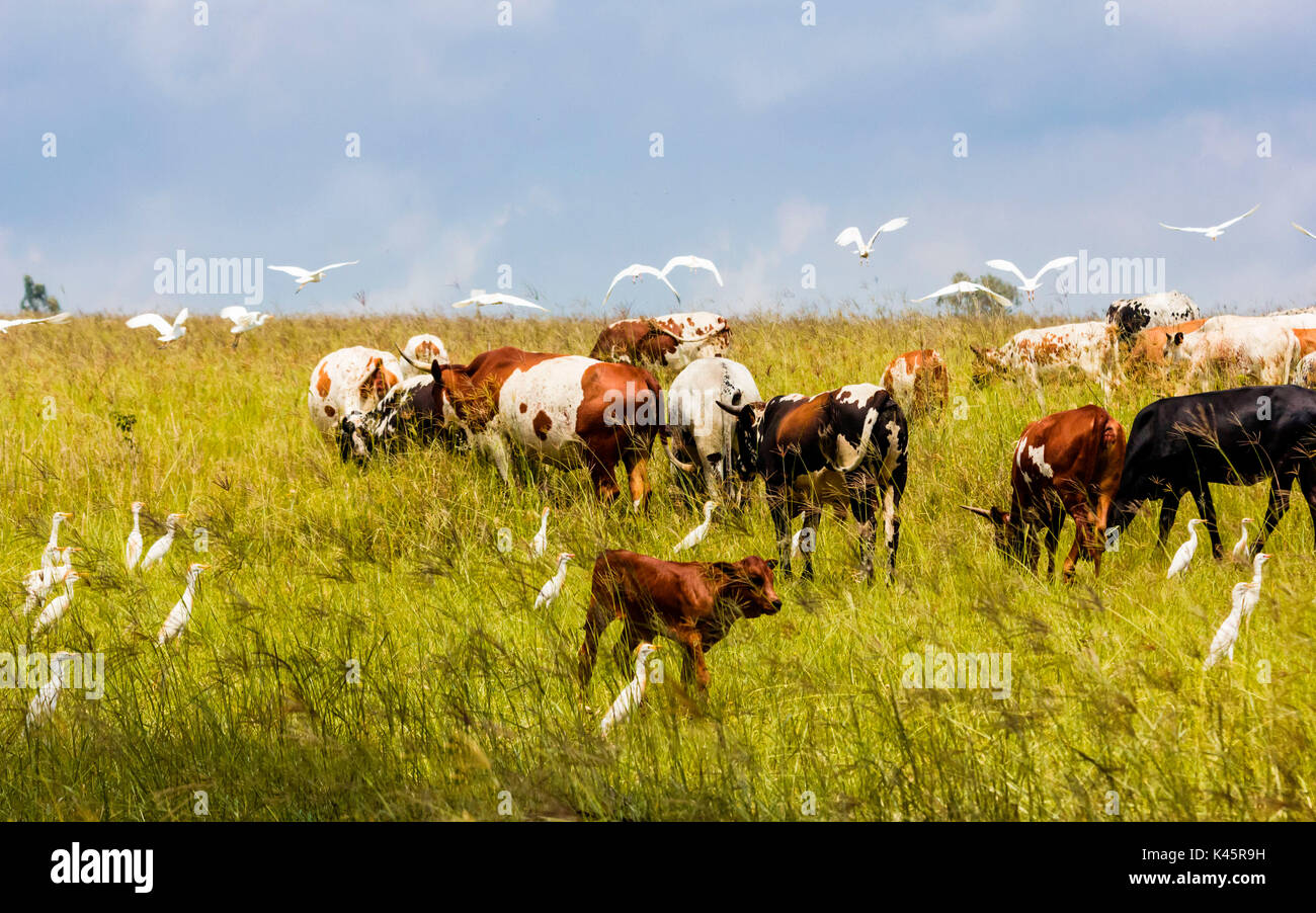 Bovini, Monaghan farm, Lanseria, provincia di Gauteng, Repubblica del Sud Africa. Nguni vacche e garzetta uccelli. Foto Stock