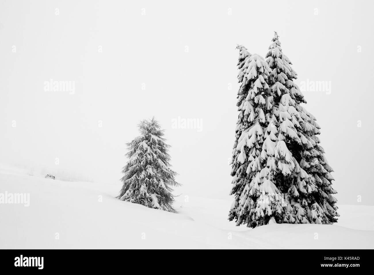 Il larice, Altopiano di Asiago, provincia di Vicenza, Veneto, Italia. Alberi nella neve. Foto Stock