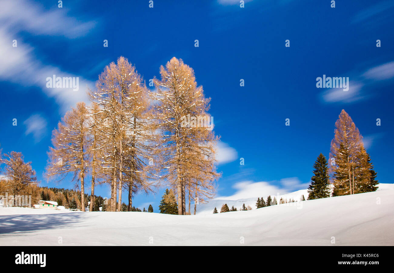 Alberi, Altopiano di Asiago, provincia di Vicenza, Veneto, Italia. I larici in inverno. Foto Stock