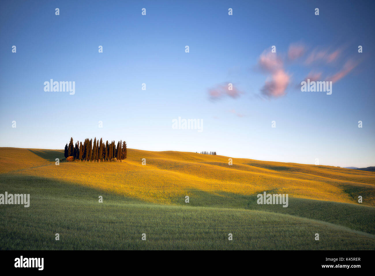 San Quirico d'Orcia, Siena, Toscana, Italia, Cypress in San Quirico Foto Stock