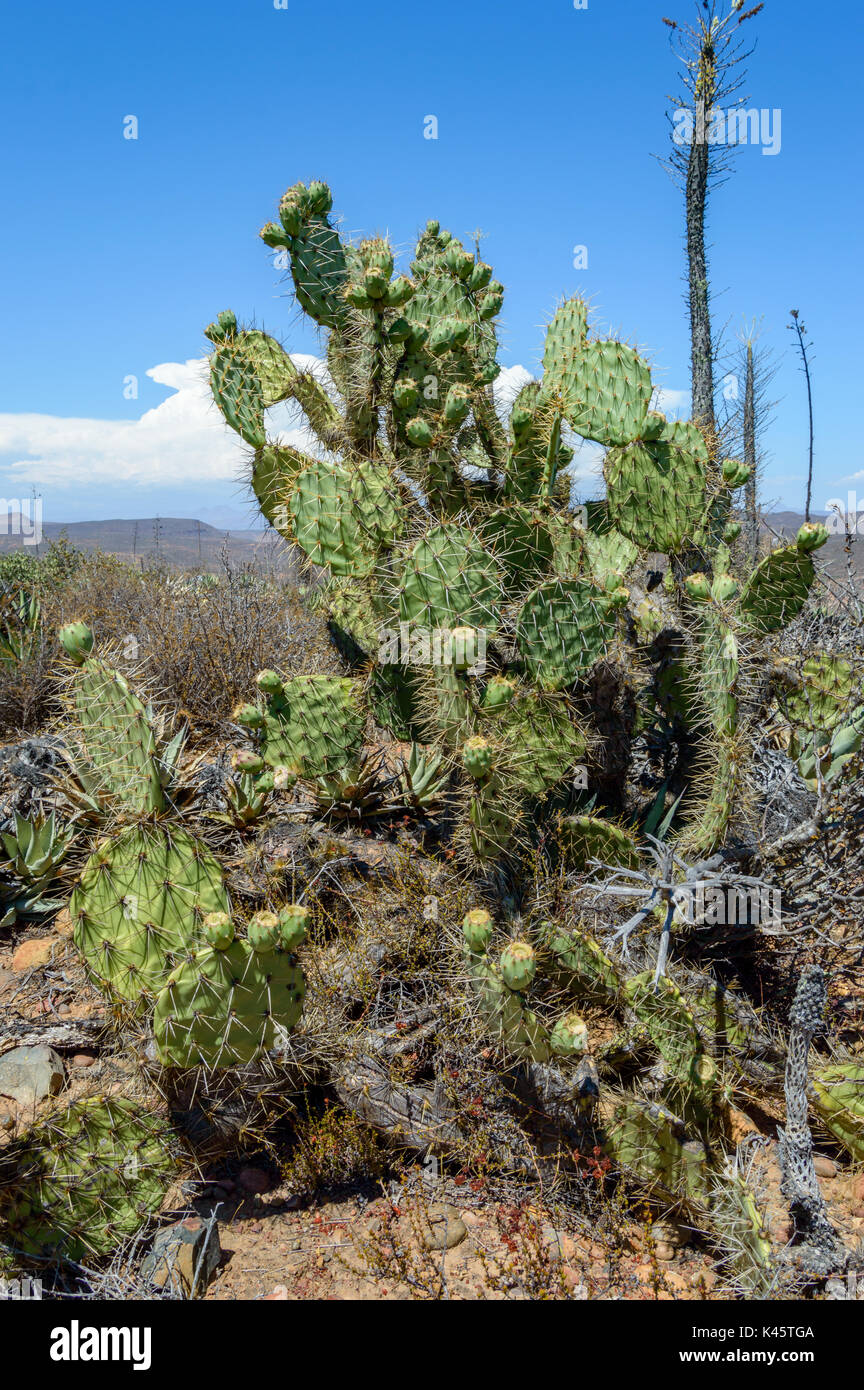 Nopal o fico d'india cresce nel deserto centrale di Baja California, Messico Foto Stock