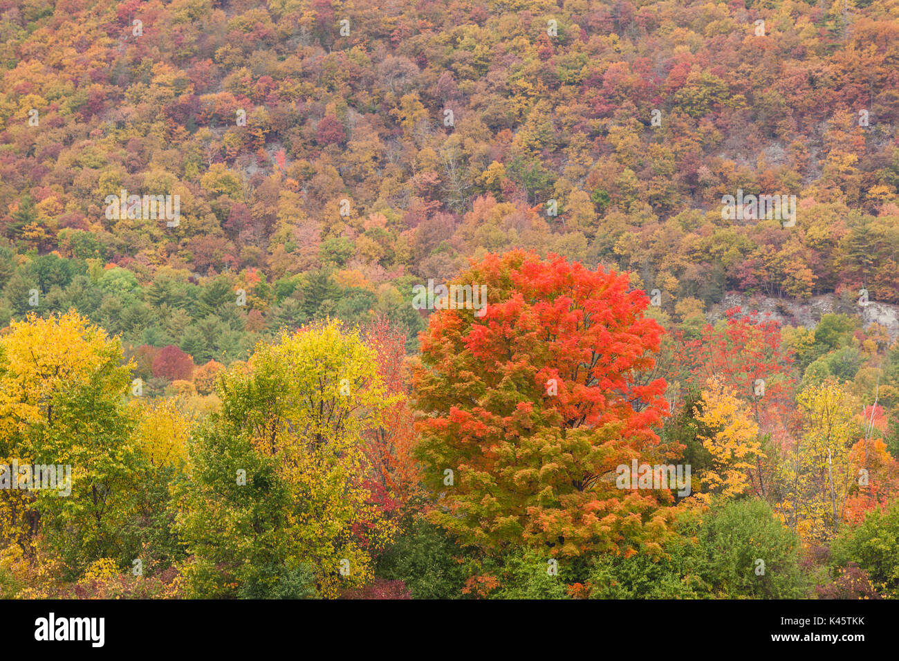 Stati Uniti d'America, New York, Montagne Adirondack, Ticonderoga, fogliame di autunno Foto Stock