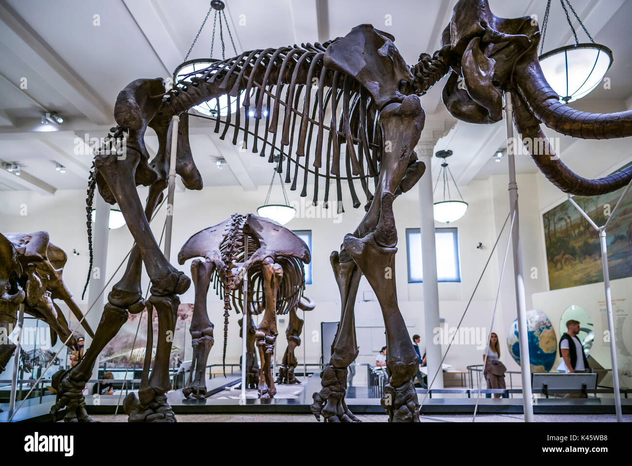 Stati Uniti d'America, New York New York City, Upper West Side, Museo di Storia Naturale, scheletri di pre-animali storico Foto Stock