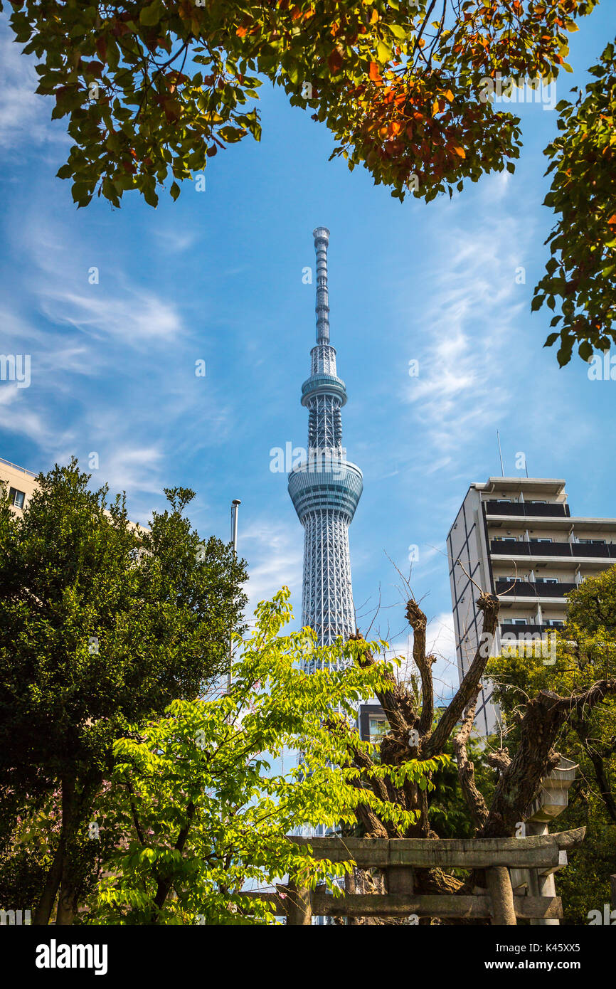 La Tokyo Skytree con la fioritura dei ciliegi nel Parco Sumida, Asakusa, Tokyo, Giappone, Asia. Foto Stock