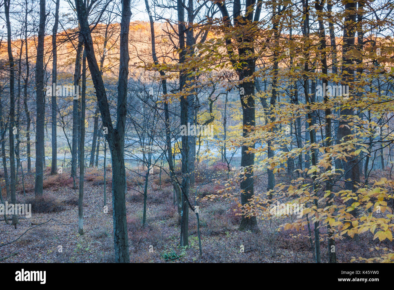 Stati Uniti d'America, New Jersey, del Delaware Water Gap National Recreation Area, autunno lungo il Fiume Delaware Foto Stock