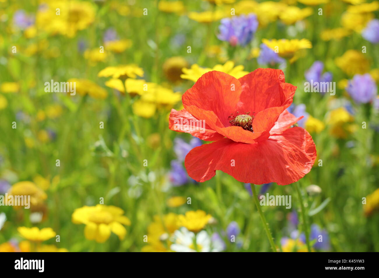 Un papavero (Papaver rhoeas) fiorisce in un prato seminato a fianco di mais (Le calendule Chrysanthemum segetum) e mais-cardidi (agrostemma inodora),l'estate Foto Stock