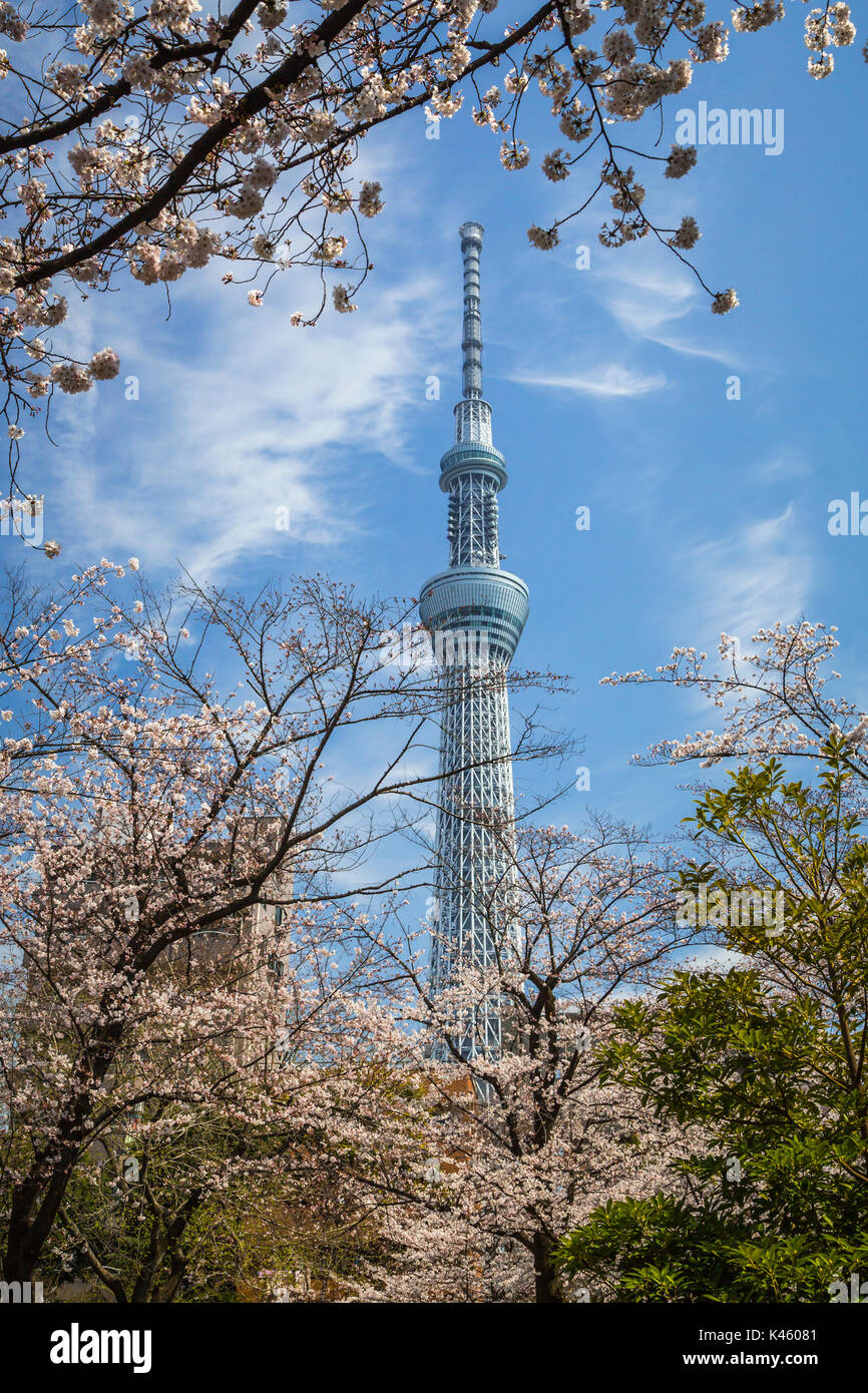 La Tokyo Skytree con la fioritura dei ciliegi nel Parco Sumida, Asakusa, Tokyo, Giappone, Asia. Foto Stock