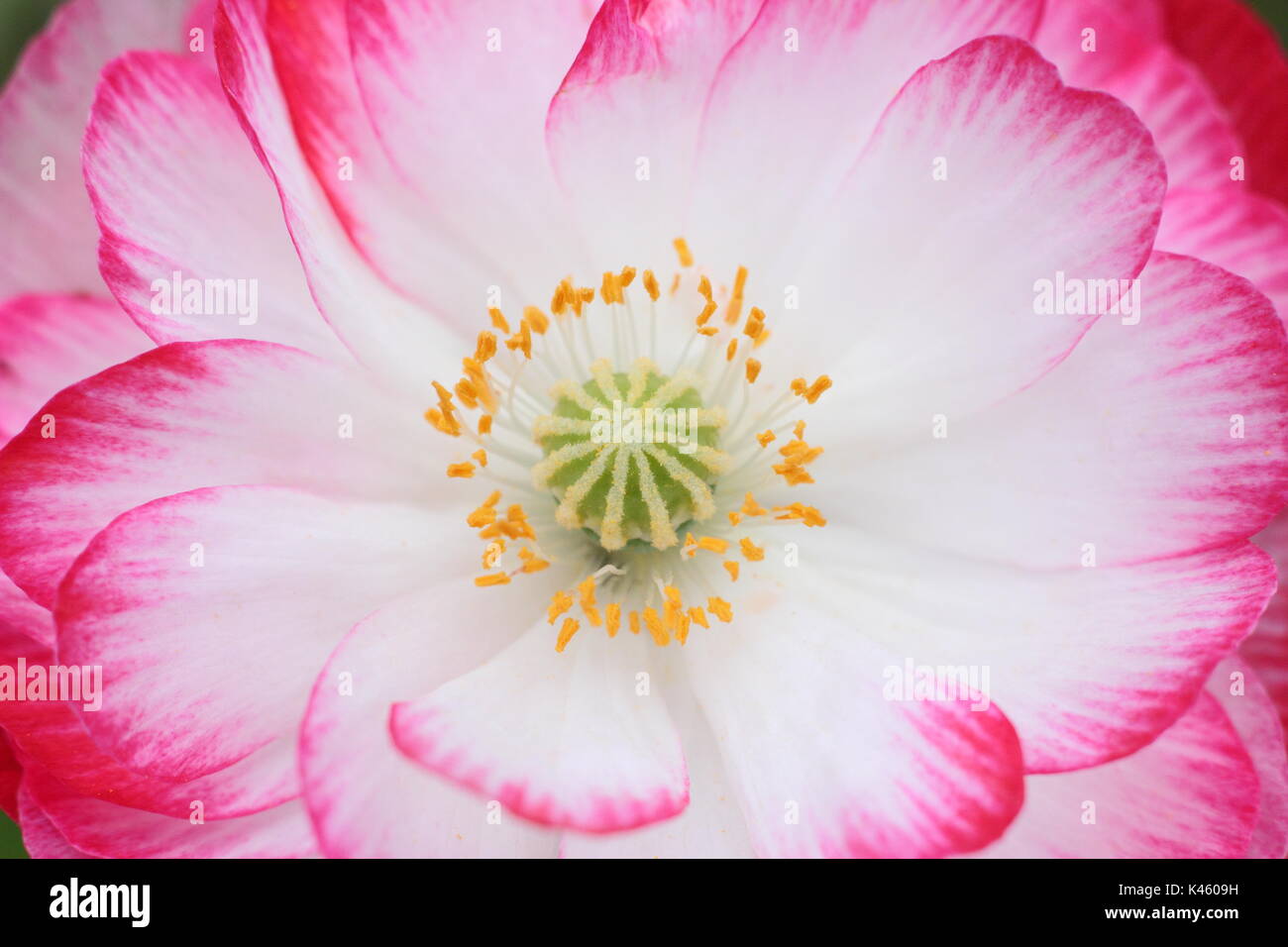 Vero Shirley Papavero (Papaver rhoeas) Visualizzazione base bianca, stame e silken petali, fioritura in un inglese un prato seminato in estate (luglio), Regno Unito Foto Stock