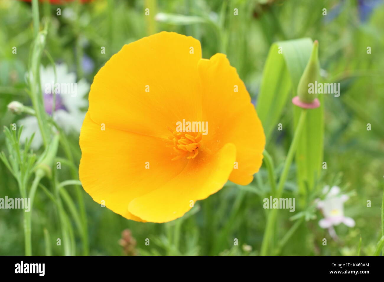 California poppy (Eschscholzia californica) in piena fioritura in un inglese un prato di fiori d'estate (luglio), Sheffield,South Yorkshire, Inghilterra, Regno Unito Foto Stock