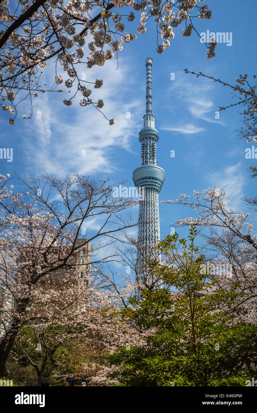 La Tokyo Skytree con la fioritura dei ciliegi nel Parco Sumida, Asakusa, Tokyo, Giappone, Asia. Foto Stock