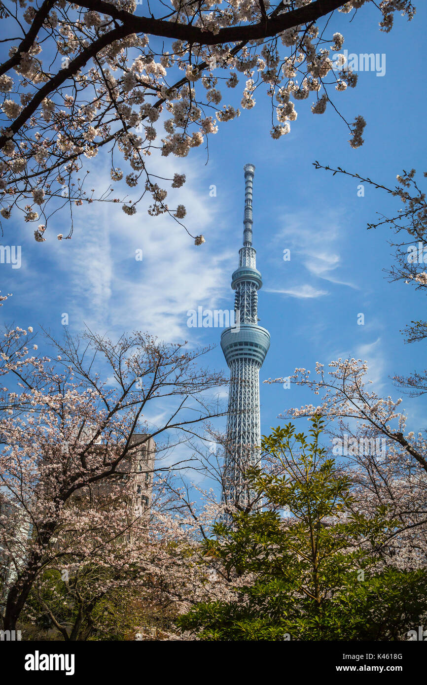 La Tokyo Skytree con la fioritura dei ciliegi nel Parco Sumida, Asakusa, Tokyo, Giappone, Asia. Foto Stock