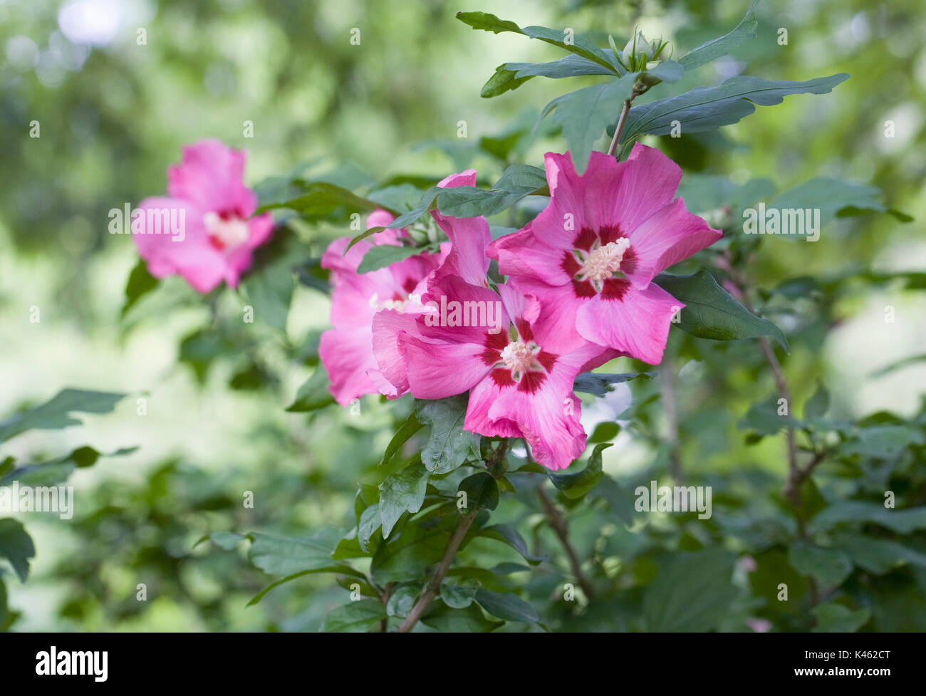 Hibiscus syriacus 'Woodbridge' Fiori. Foto Stock