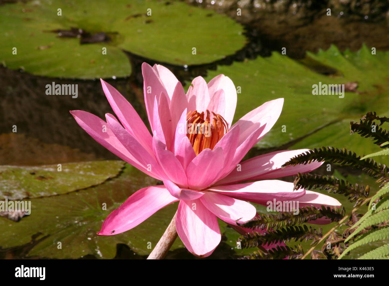 Rosa e Arancio in queste notte incantevole fioritura di ninfee trovati nei boschi di cedro laghi e giardini Parco in Williston Florida Foto Stock
