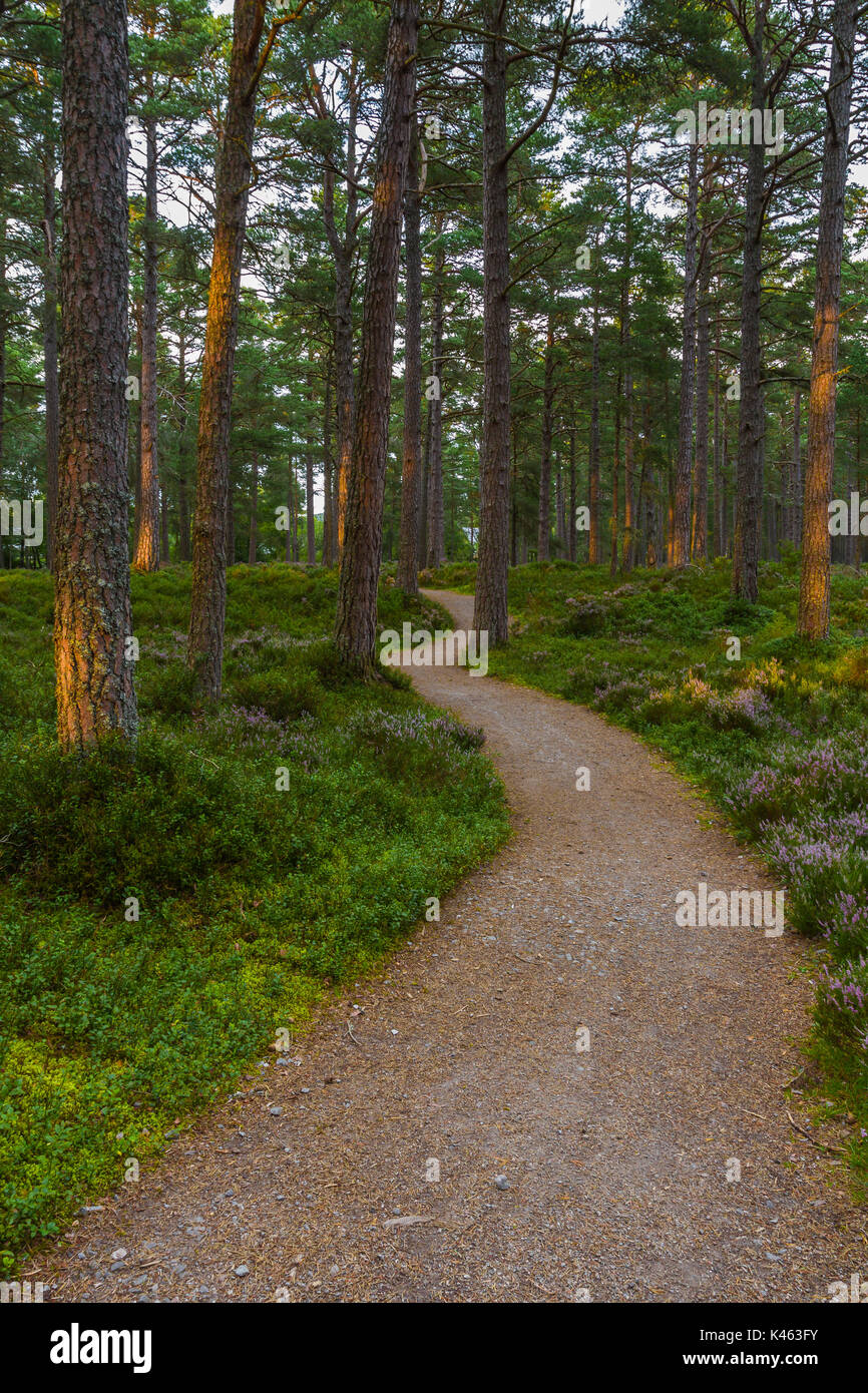 Il tramonto e la luce su gli alberi della foresta Abernathy, Cairngorms National Park, Scotland, Regno Unito Foto Stock