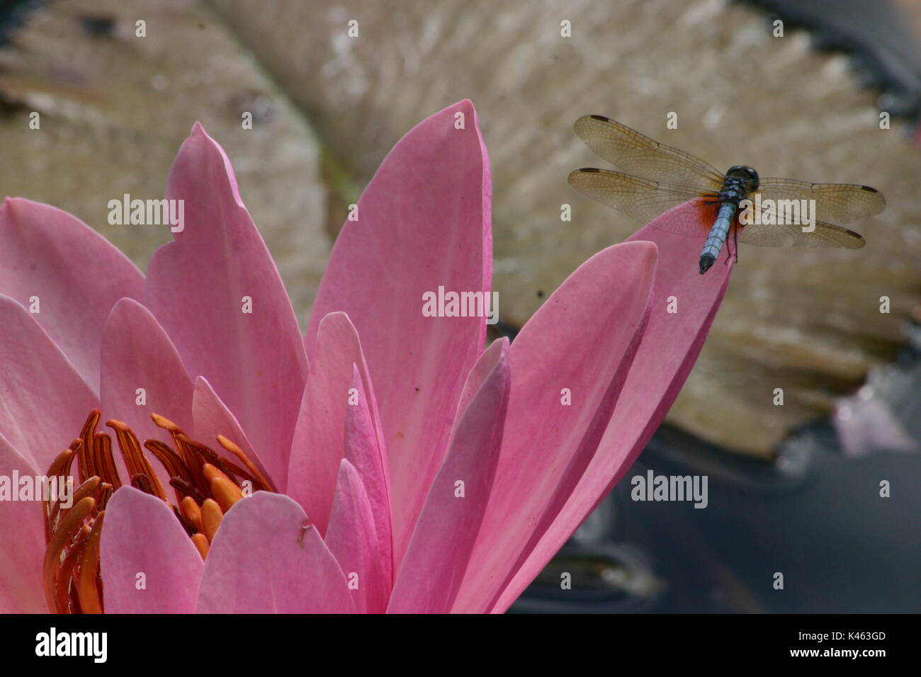 Dragonfly poggiante sulla graziosa fiore rosa di un gigante di Victoria giglio di acqua Foto Stock