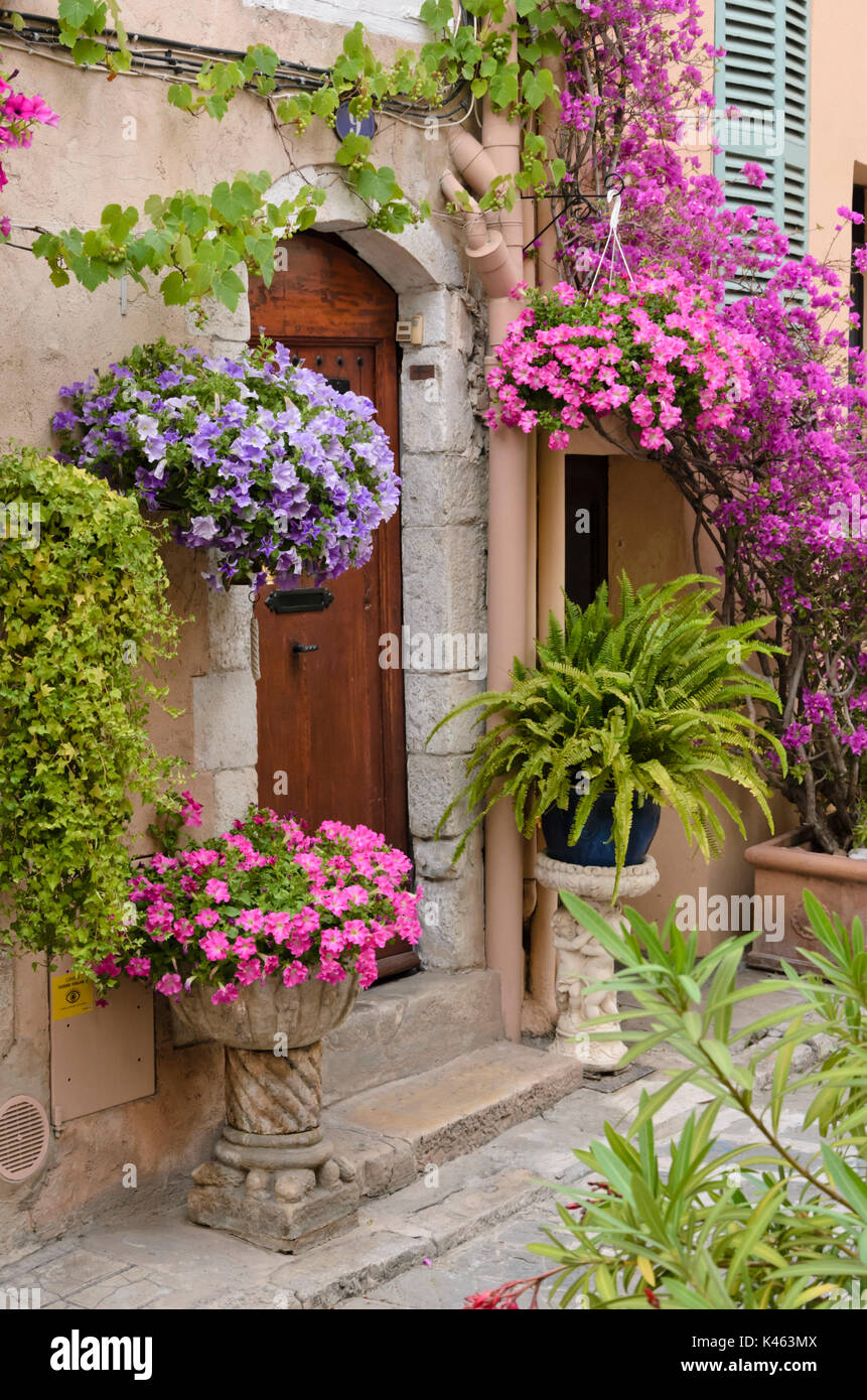 Nelle petunie (petunia) e buganvillee nella parte anteriore di una vecchia casa di città, Cannes, Francia Foto Stock