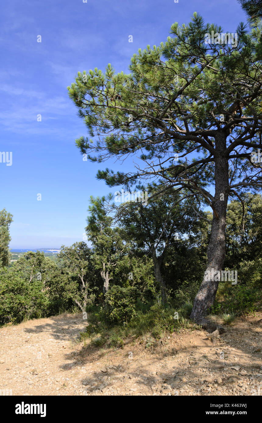 Pino (Pinus) Foto Stock