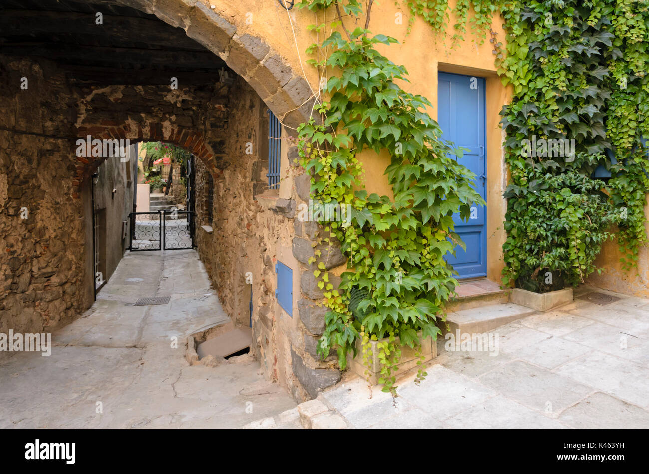 Giapponese (superriduttore parthenocissus tricuspidata) in corrispondenza di una vecchia casa cittadina, Grimaud, Francia Foto Stock