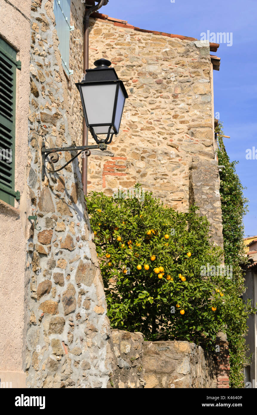 Albero di agrumi in corrispondenza di una vecchia casa cittadina, Grimaud, Francia Foto Stock