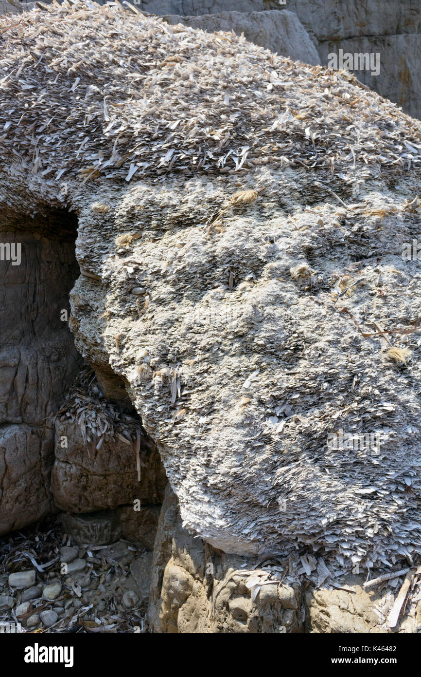 Baia con rocce, île sainte-marguerite, Francia Foto Stock
